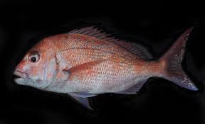 Image result for Pagrus auratus