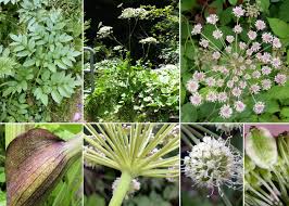 Image result for Angelica silvestris