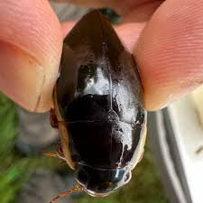 Attēlu rezultāti vaicājumam “Dytiscus dimidiatus”