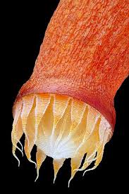 Attēlu rezultāti vaicājumam “Bryum caespiticium sporophyte”