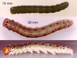 Attēlu rezultāti vaicājumam “Achlya flavicornis”