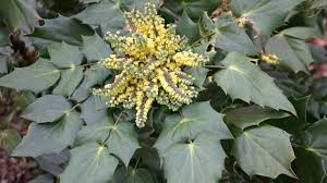 Attēlu rezultāti vaicājumam “Mahonia aquifolium leaf”