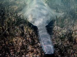 Image result for Pristis pectinata