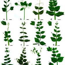 Attēlu rezultāti vaicājumam “Pisum sativum leaf”