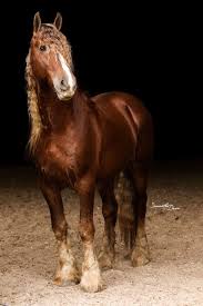 Image result for chestnut friesian