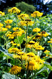 Image result for Telekia speciosa