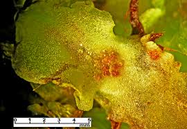 Attēlu rezultāti vaicājumam “Pellia endiviifolia sporophyte”