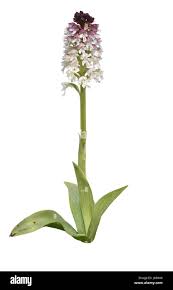 Attēlu rezultāti vaicājumam “Orchis ustulata”