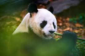 Résultat de recherche d'images pour "pandas"