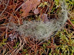 Attēlu rezultāti vaicājumam “Bryoria capillaris”