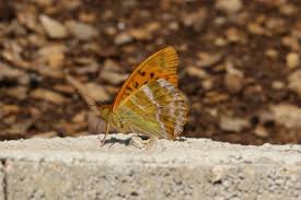 Attēlu rezultāti vaicājumam “Argynnis paphia underside”