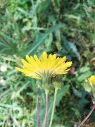Attēlu rezultāti vaicājumam “Sonchus arvensis subsp. uliginosus fruit”