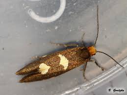 Attēlu rezultāti vaicājumam “Incurvariidae”