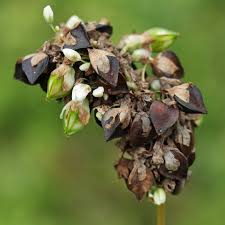Attēlu rezultāti vaicājumam “Fagopyrum esculentum flower”