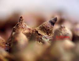 Attēlu rezultāti vaicājumam “Lycogala fuscoolearium macro”