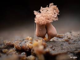 Attēlu rezultāti vaicājumam “Arcyria incarnata young”