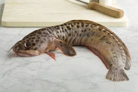 Image result for Anarhichas minor