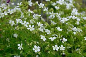 Attēlu rezultāti vaicājumam “Geranium sylvaticum leaf”