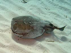 Image result for Torpedo marmorata