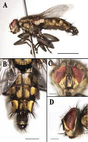 Attēlu rezultāti vaicājumam “Sarcophagidae”
