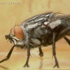 Attēlu rezultāti vaicājumam “Sarcophagidae”