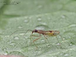 Attēlu rezultāti vaicājumam “Nabidae”