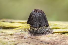 Attēlu rezultāti vaicājumam “Stemonitis axifera”