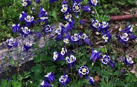 Attēlu rezultāti vaicājumam “Aquilegia vulgaris leaf”