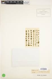 Attēlu rezultāti vaicājumam “Seligeria pusilla sporophyte”