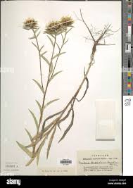 Attēlu rezultāti vaicājumam “Carlina biebersteinii fruit”