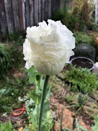 Image result for Papaver somniferum White Cloud