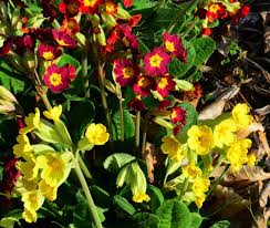 Attēlu rezultāti vaicājumam “Primula veris leaf”