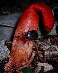 Attēlu rezultāti vaicājumam “Mutinus caninus”