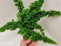 Image result for НЕФРОЛЕПИС (Nephrolepis