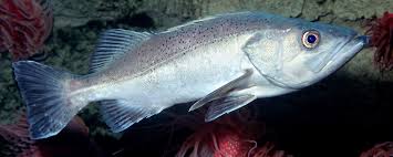 Image result for Polysteganus undulosus