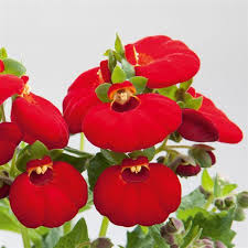Image result for Calceolaria
