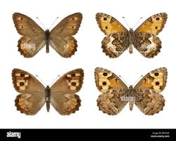 Attēlu rezultāti vaicājumam “Hipparchia semele”