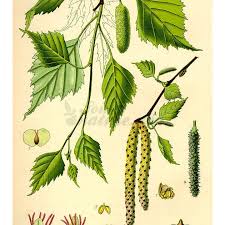 Attēlu rezultāti vaicājumam “Betula humilis leaf”