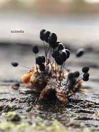 Attēlu rezultāti vaicājumam “Comatricha nigra young”