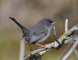 Image result for Sylvia sarda