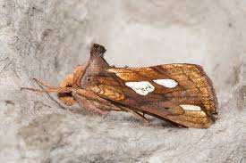 Attēlu rezultāti vaicājumam “Plusia festucae”