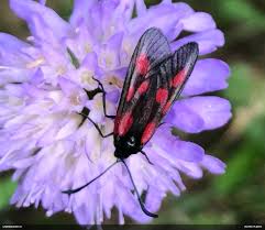 Attēlu rezultāti vaicājumam “Zygaena sp.”