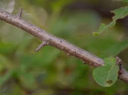 Attēlu rezultāti vaicājumam “Malus sylvestris”