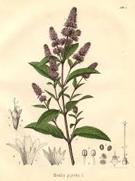 Image result for Menta x piperita