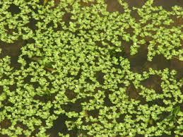 Attēlu rezultāti vaicājumam “Lemna minor”