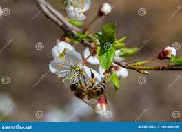 Attēlu rezultāti vaicājumam “Prunus cerasifera var. divaricata bud”