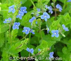 Attēlu rezultāti vaicājumam “Veronica chamaedrys leaf”