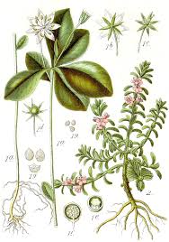 Attēlu rezultāti vaicājumam “Glaux maritima”