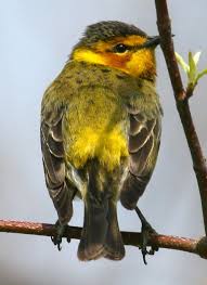 Image result for Dendroica tigrina