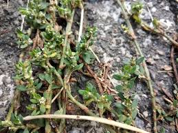 Attēlu rezultāti vaicājumam “Polygonum arenastrum”